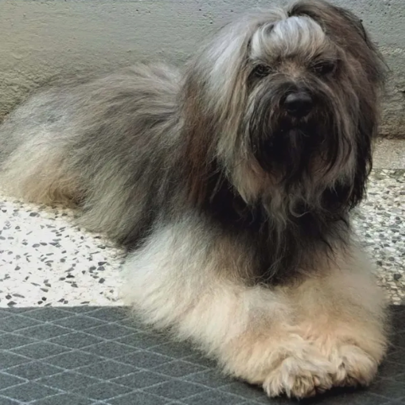 Ketu, soboljev tibetanski terier z dolgo dlako